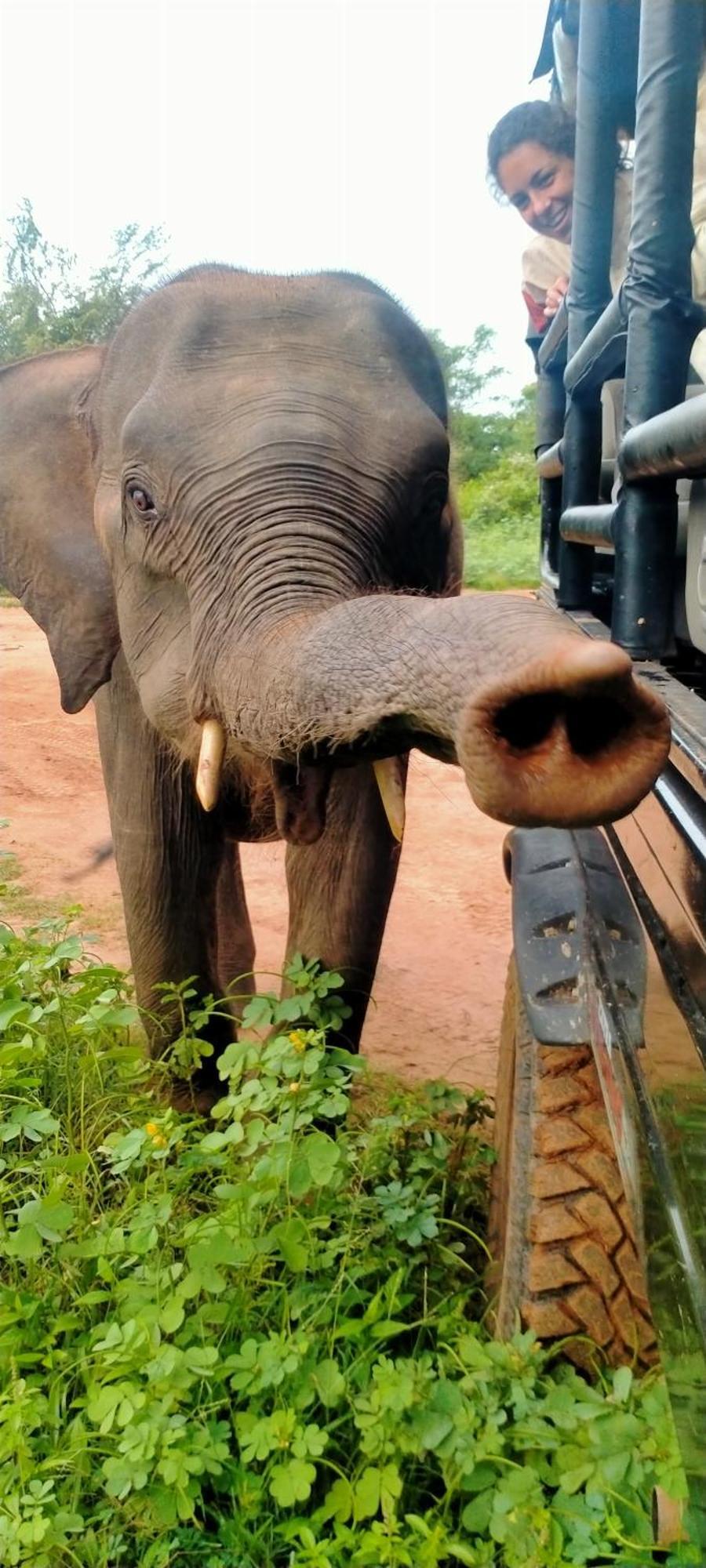 Share Safari House Udawalawe Bed & Breakfast エクステリア 写真