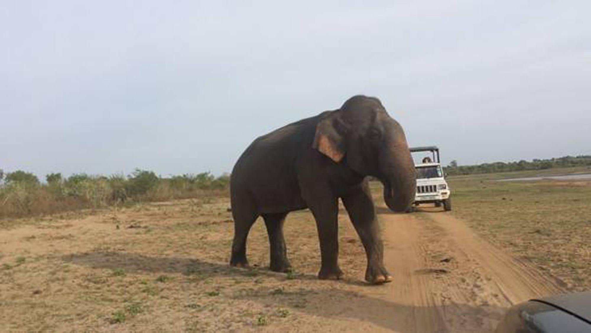 Share Safari House Udawalawe Bed & Breakfast エクステリア 写真