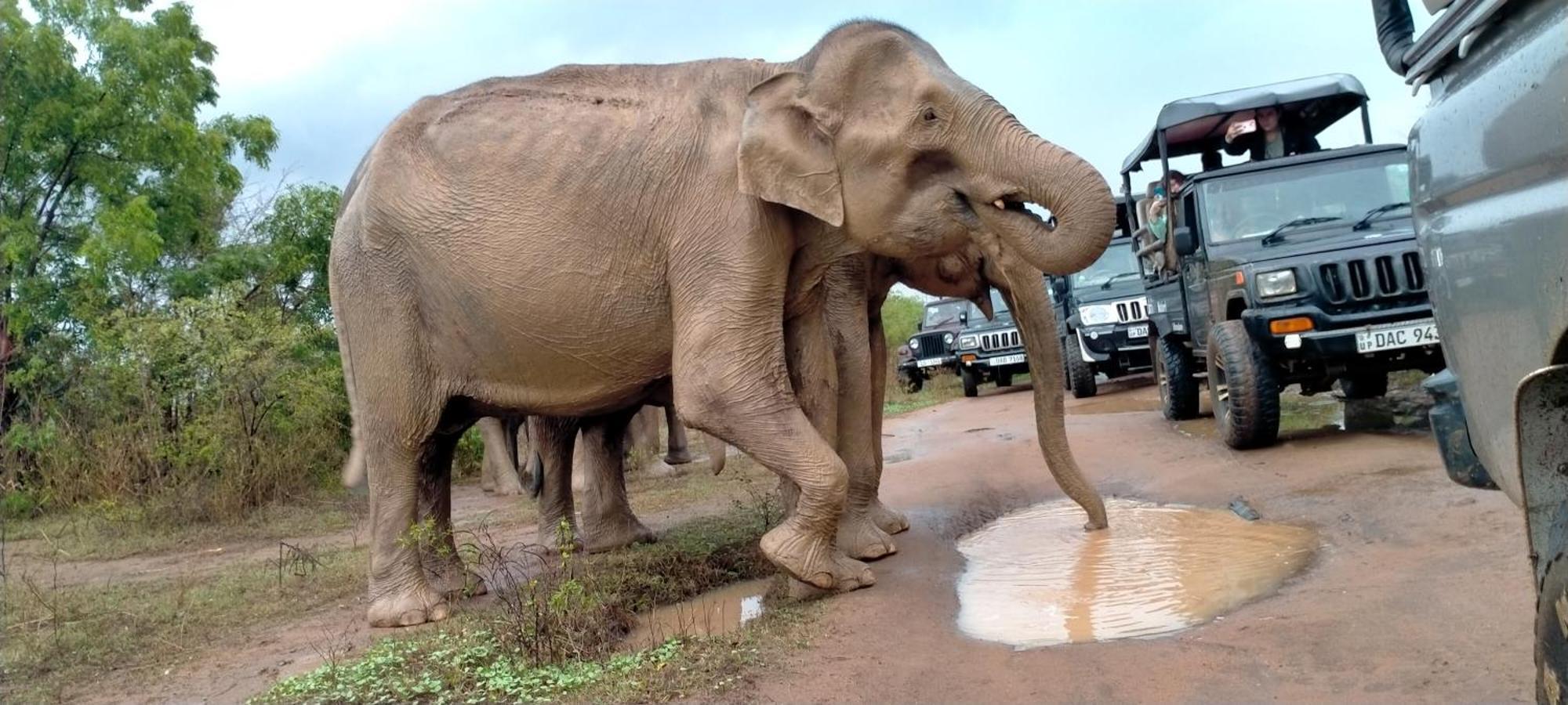 Share Safari House Udawalawe Bed & Breakfast エクステリア 写真