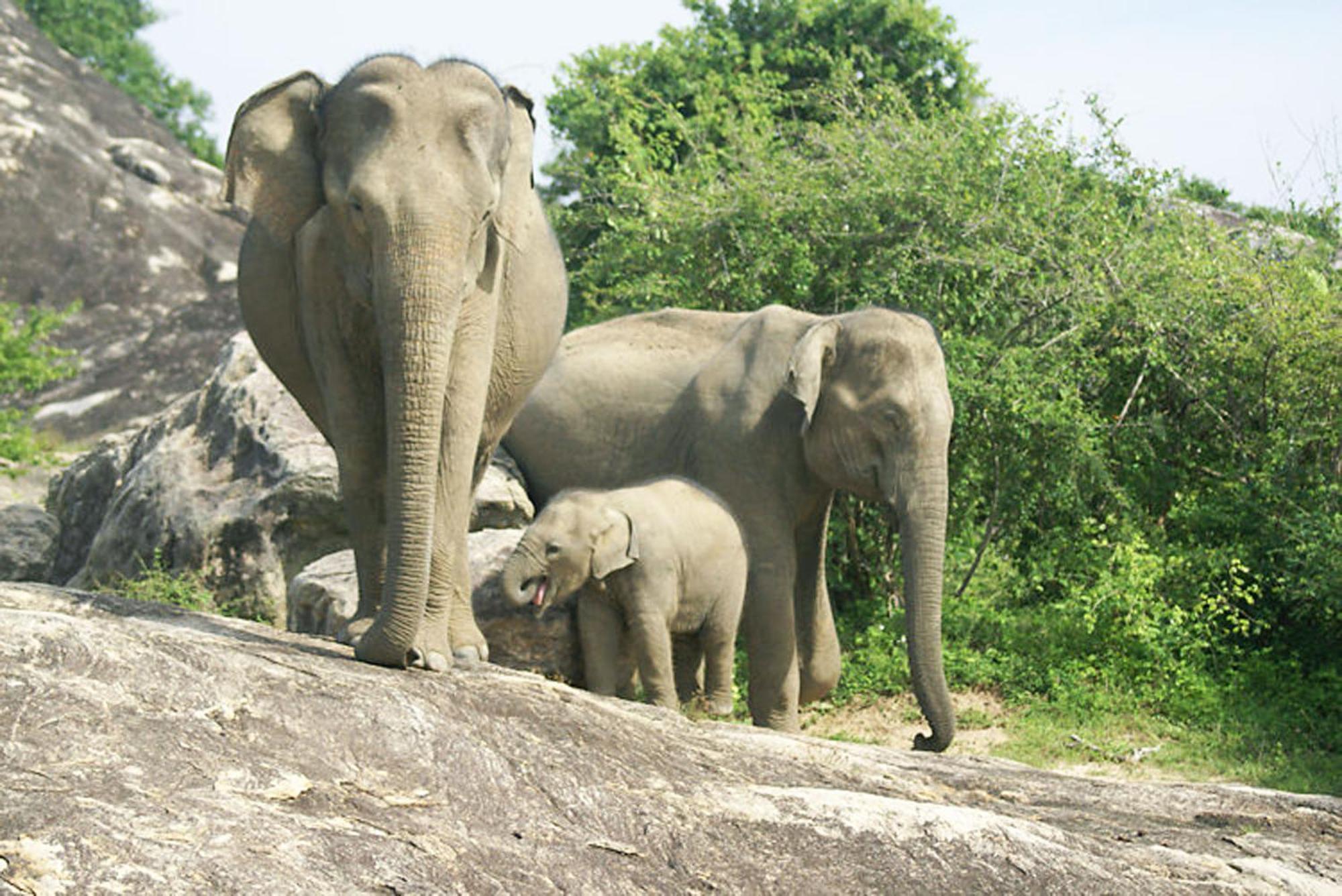 Share Safari House Udawalawe Bed & Breakfast エクステリア 写真